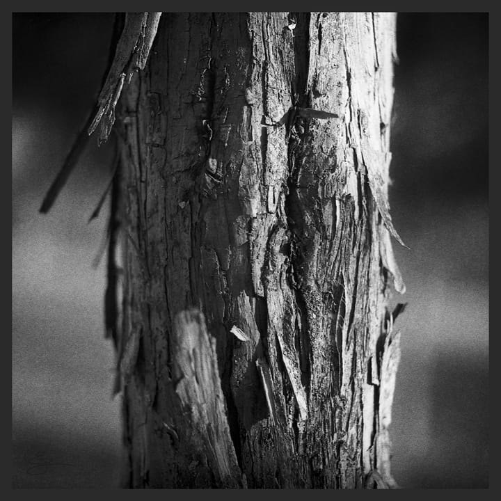 Tree 1