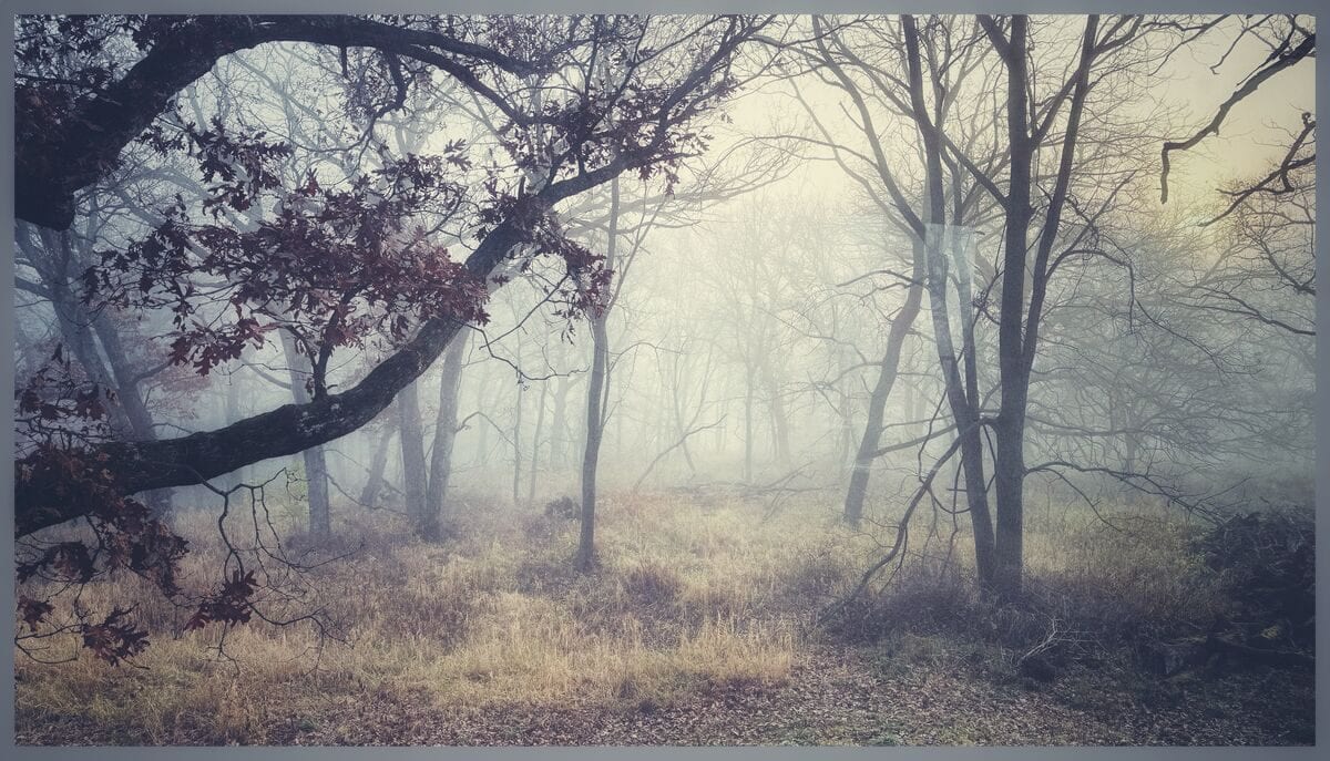 Bare trees in morning fog